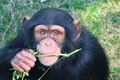 Baby chimpanzee - PhotoDune Item for Sale