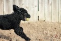 Action dog - PhotoDune Item for Sale