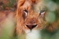 Lion resting - PhotoDune Item for Sale