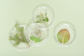 top view of petri dishes with wild grown forest plants, fir tree branch, moss and bilberry leave - PhotoDune Item for Sale
