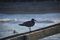 Seagull perched on a pier by the ocean  - PhotoDune Item for Sale