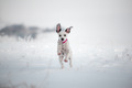 Running dalmatian puppy, snowy day, white dog, lovely animal, dog face, big ears blowing in the wind - PhotoDune Item for Sale