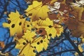 maple leaves, yellow, autumn sunny day - PhotoDune Item for Sale