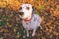 Dalmatian dog sitting on the leaves, autumn day - PhotoDune Item for Sale