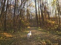 White dog, dalmatian dog in the nature, autumn day - PhotoDune Item for Sale