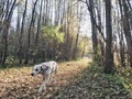 Dalmatian dog in the autumn nature - PhotoDune Item for Sale