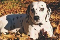 Dalmatian dog, relaxing in the nature - PhotoDune Item for Sale