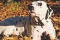 Dalmatian dog relaxing, autumn sunny day - PhotoDune Item for Sale