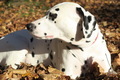 Dalmatian dog, relaxing, autumn sunny day - PhotoDune Item for Sale