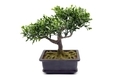 potted bonsai tree at white isolated background. made of plastic. - PhotoDune Item for Sale