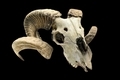 goat skull with horns on black isolated background. - PhotoDune Item for Sale