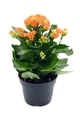 Kalanchoe blossfeldiana flower in flowerpot at white isolated background. - PhotoDune Item for Sale