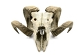 sheep skull with horns on white isolated background. bone - PhotoDune Item for Sale