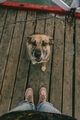 Best friend  - PhotoDune Item for Sale