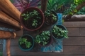 garden - PhotoDune Item for Sale