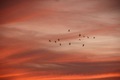 Sunset birds  - PhotoDune Item for Sale