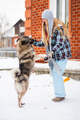 Elkhound dog dancing  - PhotoDune Item for Sale