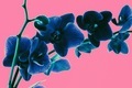 Orchid acid - PhotoDune Item for Sale