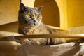 cat - PhotoDune Item for Sale