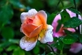 rain drops on a rose - PhotoDune Item for Sale