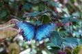 Blue butterfly with torn wings - PhotoDune Item for Sale