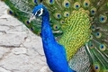 Peacock  - PhotoDune Item for Sale