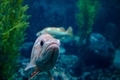 A fish in the Monterey Bay Aquarium - PhotoDune Item for Sale
