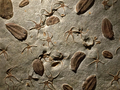 Fossils embedded in rock - PhotoDune Item for Sale