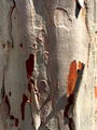 Paper bark on a tree - PhotoDune Item for Sale