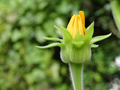 Beautiful yellow budding flower at Harry P. Leu Gardens - PhotoDune Item for Sale