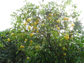 Ponderosa Lemon (Citrus Pyriformis Rutaceae) - PhotoDune Item for Sale