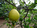 Goliath Pummelo (Citrus Maxima  - PhotoDune Item for Sale