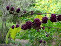 The American beautyberry is best known for it - PhotoDune Item for Sale