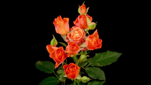 Time Lapse of Opening Orange Roses