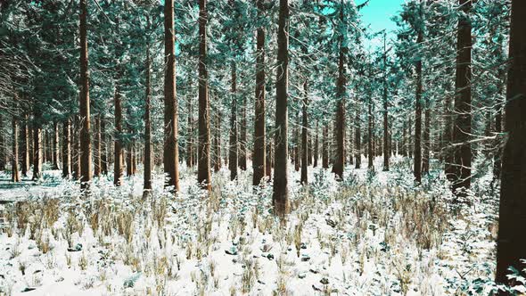 Coniferous Forest Illuminated By the Winter Morning Sun