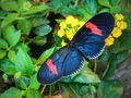 Butterfly landing  - PhotoDune Item for Sale