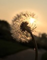 Close up of dandelion puff with setting Sun in background  - PhotoDune Item for Sale