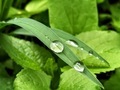 Close up of water drops on leaves  - PhotoDune Item for Sale