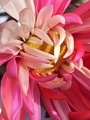 Close up of colorful pink flower  - PhotoDune Item for Sale