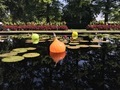 Dale Chihuly glass sculptures floating in a pond with large Lilly pads  - PhotoDune Item for Sale