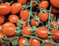 Fresh Cherry tomatoes background - PhotoDune Item for Sale