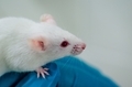 Drug testing on laboratory animal mice  - PhotoDune Item for Sale