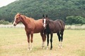 Horses - PhotoDune Item for Sale