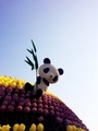 Panda bear - PhotoDune Item for Sale