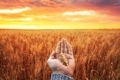 Golden ears in hand on wheat field - PhotoDune Item for Sale
