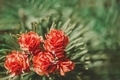 Dreamy soft-focus floral background - PhotoDune Item for Sale