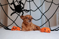 preparing and celebrating Halloween at home with pets dogs with costumes hats and cobwebs - PhotoDune Item for Sale