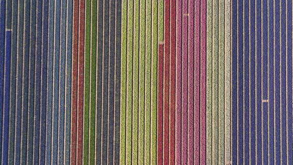 Colorful flower field rows in Bollenstreek, the Netherlands; aerial overhead