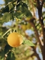 A juicy yellow lemon is hanging on a tree ready for picking  - PhotoDune Item for Sale
