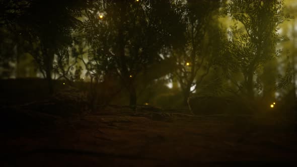 Firefly in Misty Forest with Fog